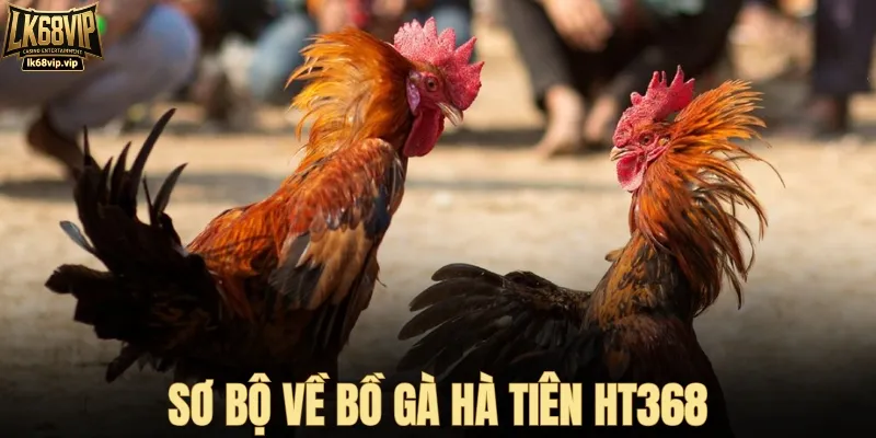 Bồ gà Hà Tiên HT368 - Sân chơi sôi động nhiều người theo dõi