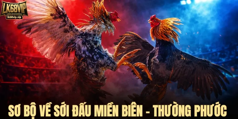 Bồ gà Thường Phước - Sới đấu miền biên giữ lửa qua từng độ gà
