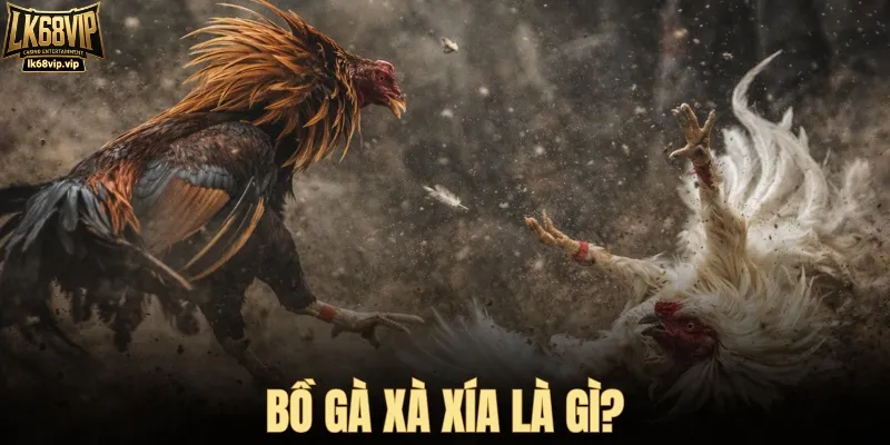 Bồ gà Xà Xía là gì?