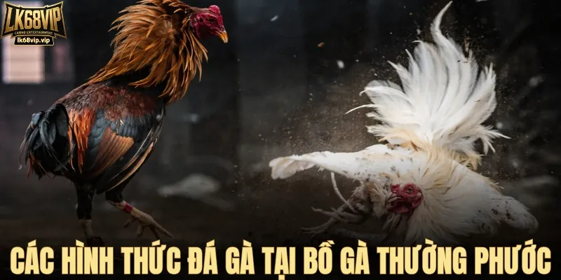 Các hình thức đá gà hấp dẫn tại bồ Thường Phước