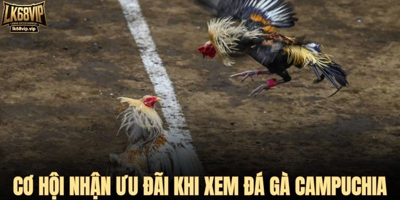 Cơ hội nhận ưu đãi khi xem đá gà Campuchia