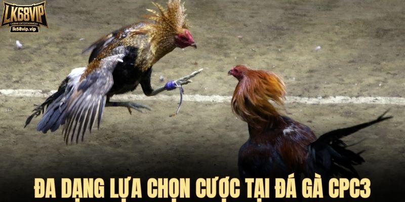 Đa dạng lựa chọn cược tại đá gà CPC3