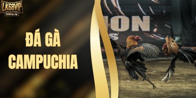 Đá Gà Campuchia - Giải Mã Sức Hút Của Đấu Trường Thomo