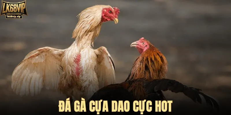 Đá gà cựa dao là hình thức hot nhất tại bồ gà HT368