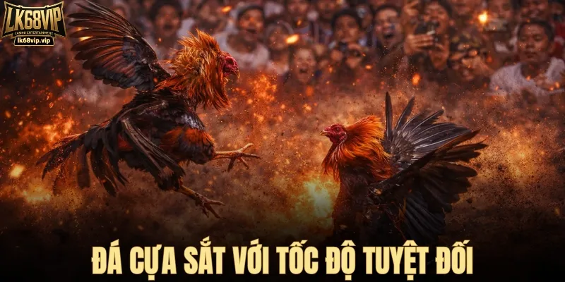 Đá gà cựa sắt với tốc độ nhanh như chóp