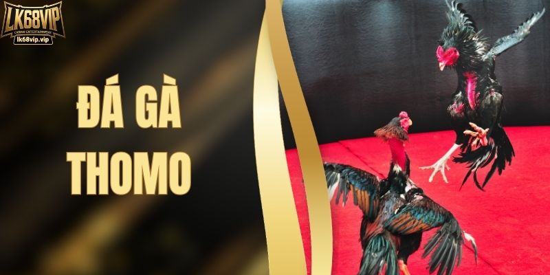 Đá Gà Thomo LK68VIP – Đấu Trường Chiến Kê Kịch Tính Hàng Đầu