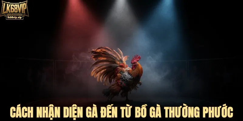 Gà Thường Phước khác gì gà sới khác?