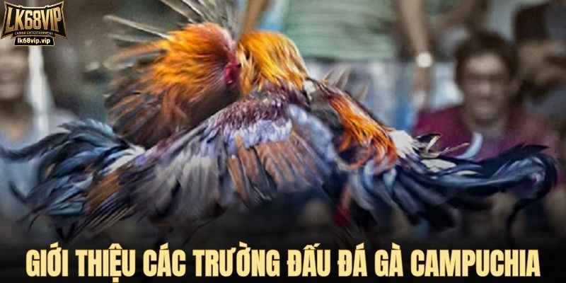 Giới thiệu các trường đấu đá gà Campuchia