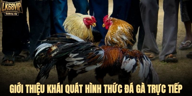 Giới thiệu khái quát hình thức đá gà trực tiếp