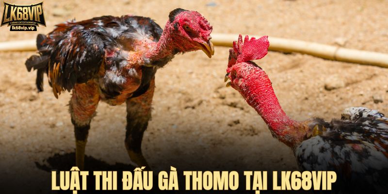 Luật thi đấu gà Thomo tại LK68VIP