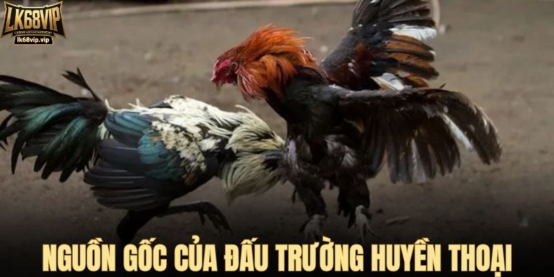 Nguồn gốc của đấu trường huyền thoại Tonhon