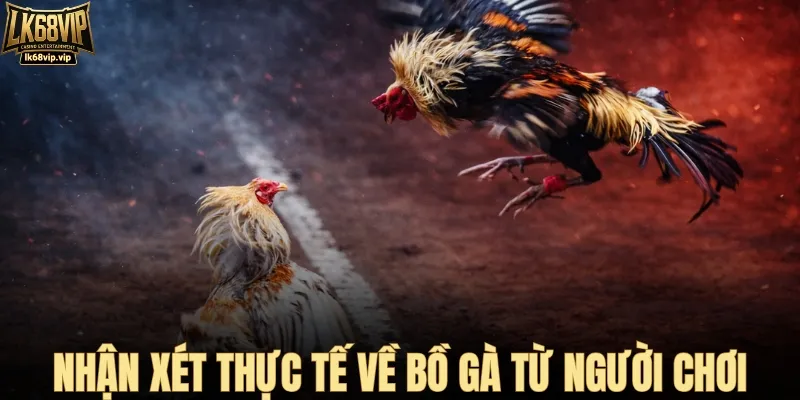 Nhận xét từ người chơi về bồ gà Thường Phước