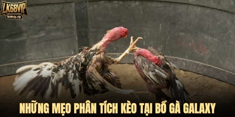 Những mẹo phân tích kèo tại bồ gà Galaxy