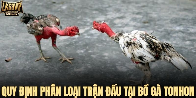 Quy định phân loại trận đấu tại bồ gà Tonhon