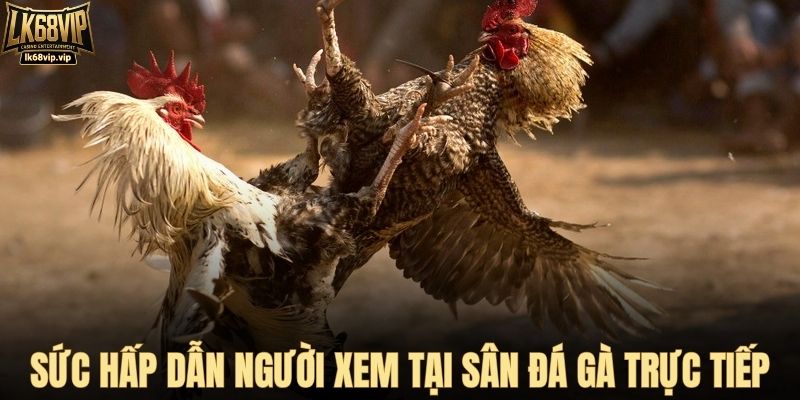 Sức hấp dẫn người xem tại sân đá gà trực tiếp