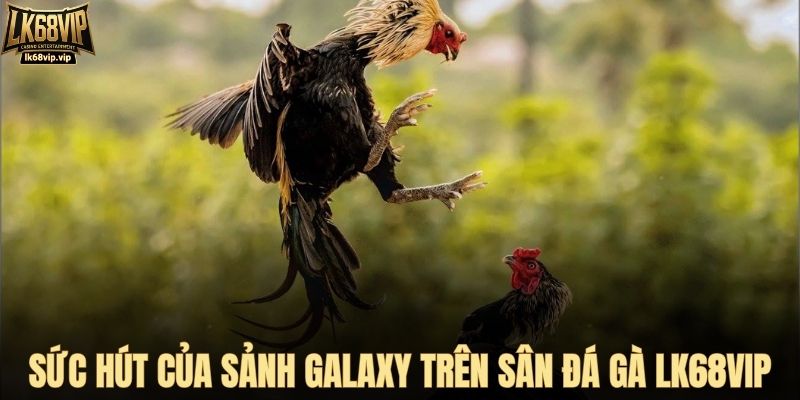 Sức hút của sảnh Galaxy trên sân đá gà LK68VIP