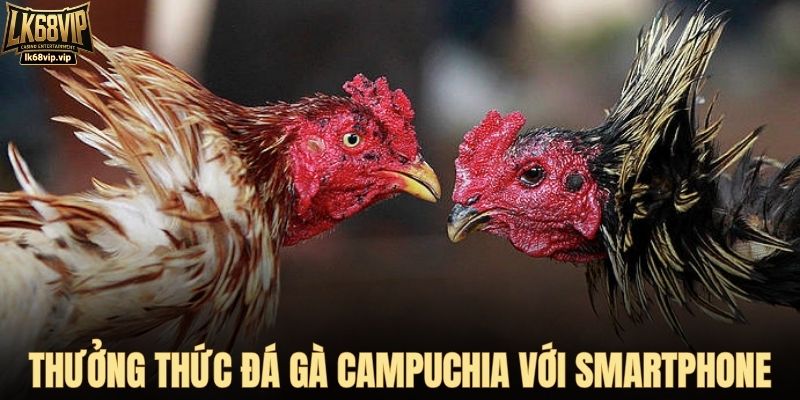Thưởng thức đá gà Campuchia với smartphone