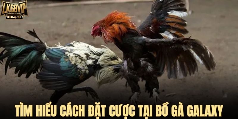 Tìm hiểu cách đặt cược tại bồ gà Galaxy
