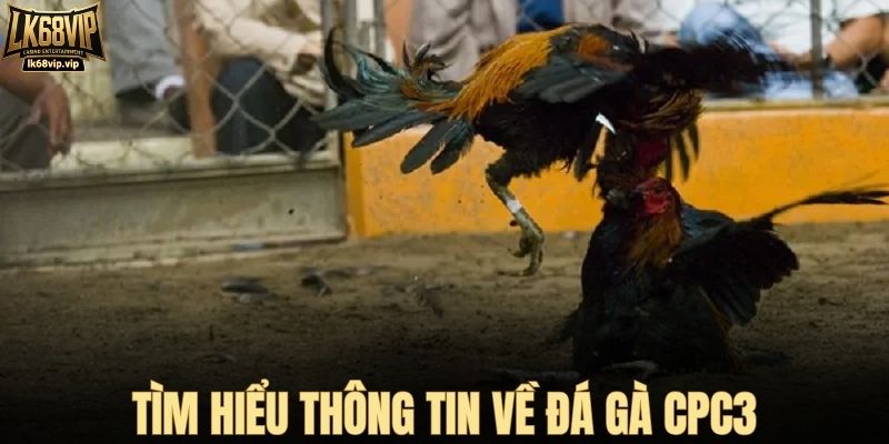 Tìm hiểu thông tin về đá gà CPC3