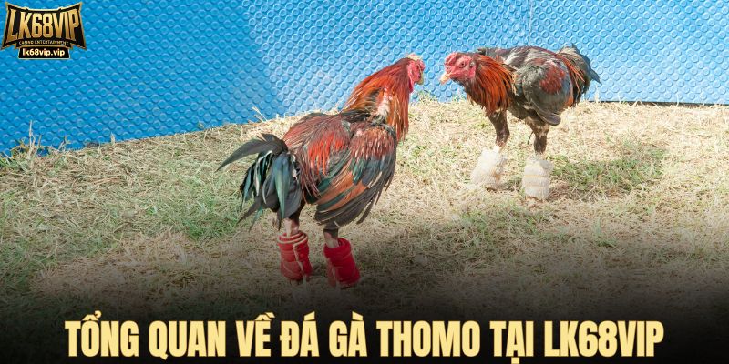 Tổng quan về đá gà Thomo tại LK68VIP